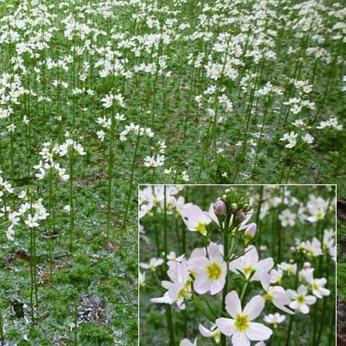 Hottonie des marais - Hottonia palustris - Plantes aquatiques