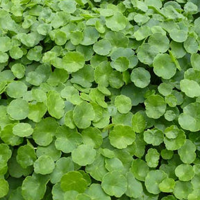 Ecuelle d'eau Herbe aux patagons - Hydrocotyle vulgaris - Plantes