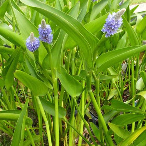 Pontédérie à feuilles lancéolées - Pontederia lanceolata - Plantes