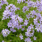 Campanule laiteuse Loddon Anna - Campanula lactiflora loddon anna - Plantes