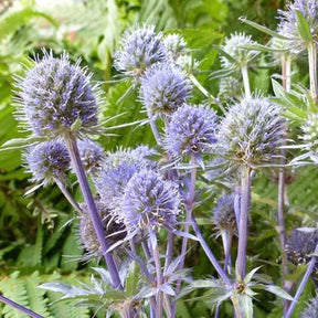 Panicaut à feuilles planes - Eryngium planum - Plantes vivaces