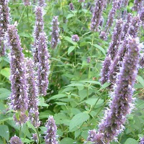 3 Agastaches fenouil - Hysope anisée - Agastache foeniculum - Plantes