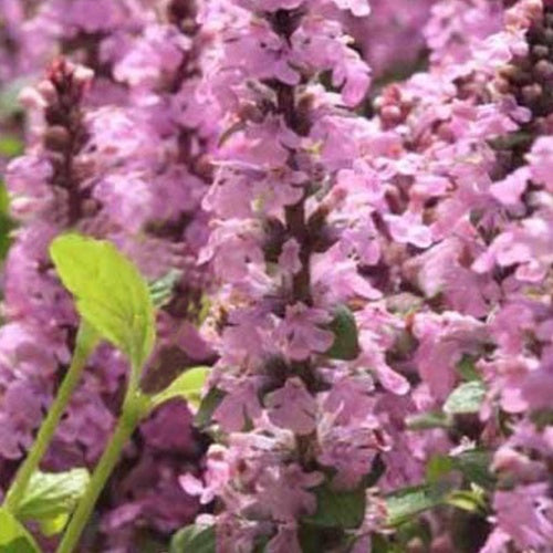 Bugle rampante Purple Torch - Ajuga reptans purple torch - Plantes