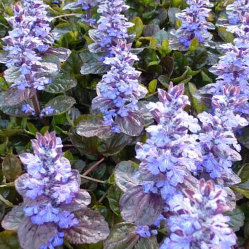 Bugle rampante Simon's Type - Ajuga reptans simons typ - Plantes