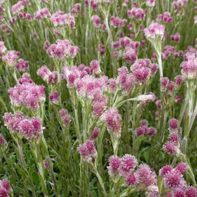 3 Antennaires dioïques Rubra - Antennaria dioica rubra - Plantes