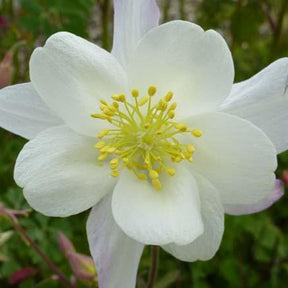 3 Ancolies Snow Queen - Aquilegia snow queen - Plantes