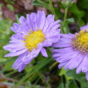 3 Œils de Christ Rudolf Goethe - Astéries - Aster amellus rudolf goethe - Plantes