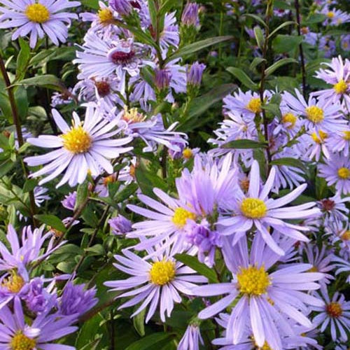 3 Marguerites d'automne Calliope - Astéries géantes - Aster laevis calliope - Plantes