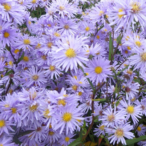 3 Marguerites d'automne Novemberblau - Astéries géantes - Aster laevis novemberblau - Plantes