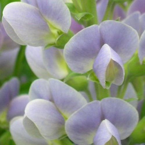 Lupin indigo Starlite Prärieblues - Baptisia australis starlite prärieblues - Plantes