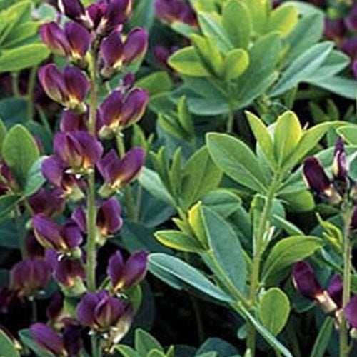 Lupin indigo Twilight Prärieblues - Baptisia australis twilight prärieblues - Plantes