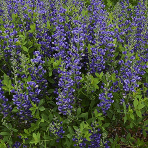 Lupin indigo Blueberry Sundae - Baptisia australis blueberry sundae - Plantes