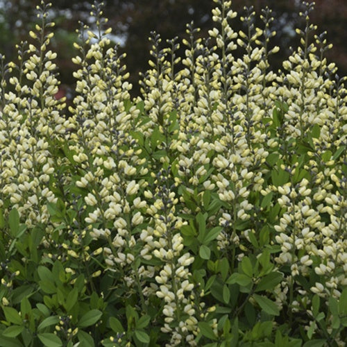 Lupin indigo Vanilla Cream - Baptisia vanilla cream - Plantes