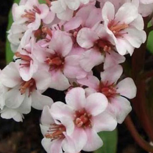 Bergénia Baby Doll - Bergenia baby doll - Plantes