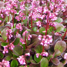 Bergénia Rosi Klose - Bergenia rosi klose - Plantes