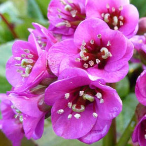 3 Bergénias Winterglöd - Bergenia vinterglöd - Plantes