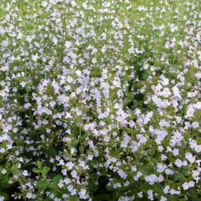 3 Petits calaments - Calamintha nepeta subsp. nepeta - Plantes