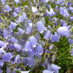 3 Campanules fluette - Campanula cochleariifolia - Plantes