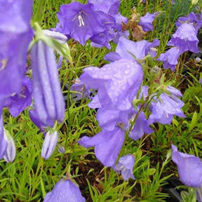 3 Campanules à feuilles de pêcher - Campanula persicifolia - Plantes