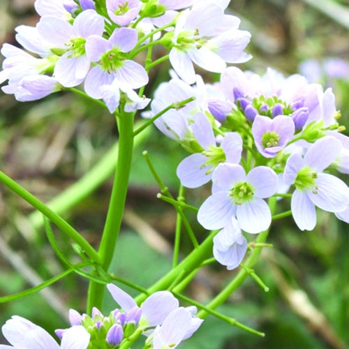 3 Cardamines des prés - Cardamine pratensis - Plantes