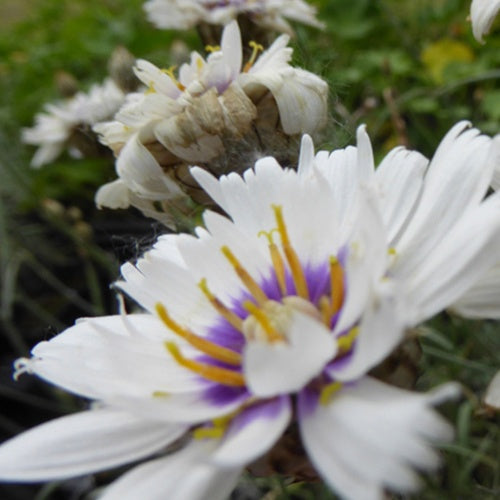 3 Catananches blanches - Catananche caerulea alba - Plantes