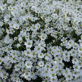 3 Céraistes Yo Yo - Cerastium tomentosum yo yo - Plantes