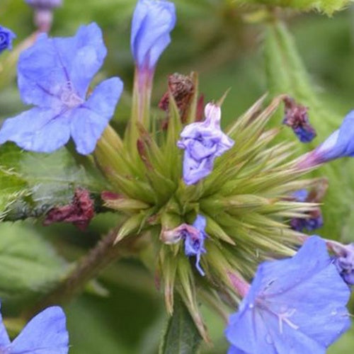 Plumbago de Willmott Forest Blue -Dentelaire arbustive - Ceratostigma willmottianum lice forest blue - Plantes