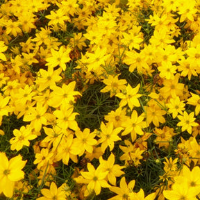 3 Coreopsis verticillé Grandiflora - Coreopsis verticillata grandiflora - Plantes