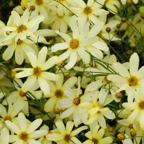 3 Coreopsis verticillé Moonbeam - Coreopsis verticillata moonbeam - Plantes