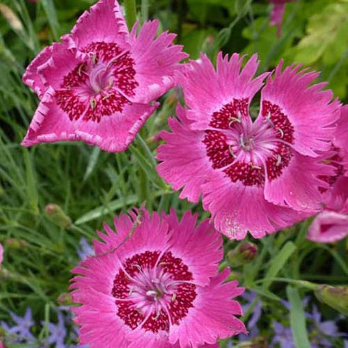 3 Œillets de la Pentecôte - Dianthus gratianopolitanus - Plantes