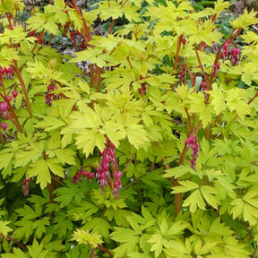 Cœur de Marie Gold Heart - Dicentra spectabilis gold heart - Plantes