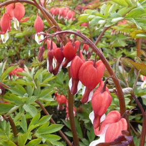 Cœur de Marie Valentine - Dicentra spectabilis hordival valentine - Plantes