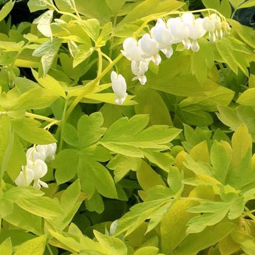 Cœur de Marie White Gold - Lamprocapnos spectabilis white gold - Plantes