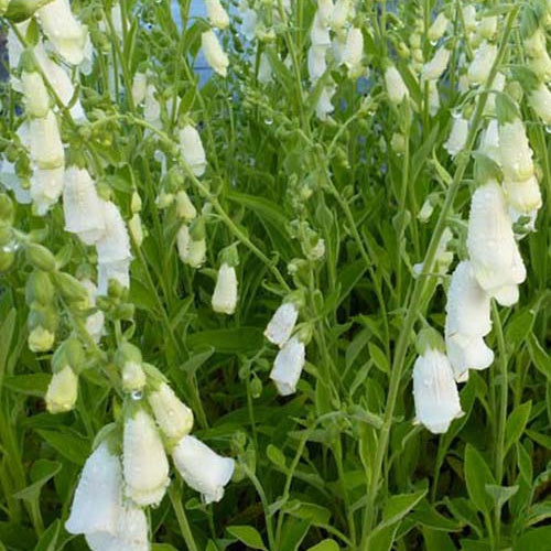 3 Digitales Snow Thimble - Digitalis purpurea snow thimble - Plantes