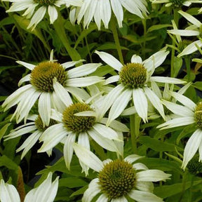 Rudbeckia pourpre Kims Mop Head - Echinacea - Echinacea purpurea kims mop head - Plantes