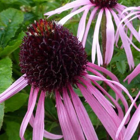 Rudbeckia pâle - Echinacea - Echinacea pallida - Plantes