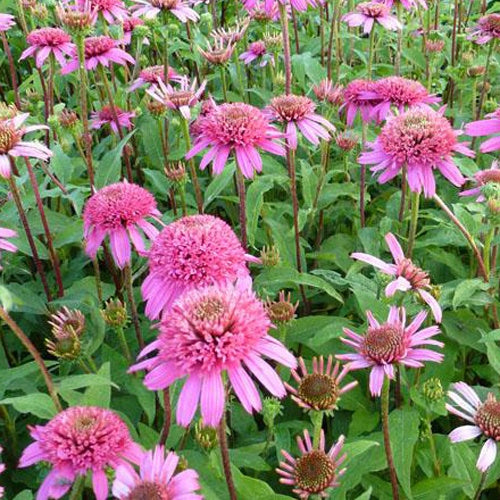 Rudbeckia pourpre Pink Double Delight - Echinacea - Echinacea purpurea pink double delight - Plantes