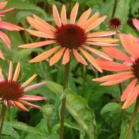 Rudbeckia pourpre Sundown - Echinacea - Echinacea purpurea sundown - Plantes