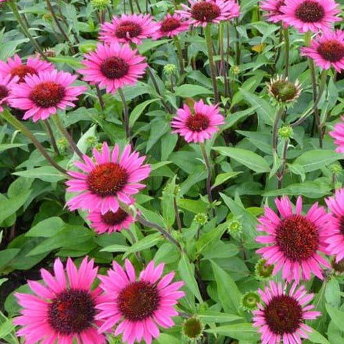 Rudbeckia pourpre Vintage Wine - Echinacea - Echinacea purpurea vintage wine - Plantes