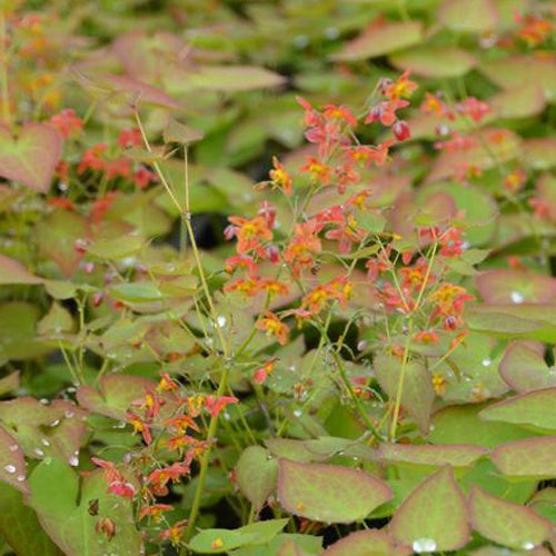 Epimedium pubigerum Orangekönigin - Epimedium pubigerum orangekönigin - Plantes