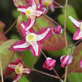 Epimedium Galadriel - Epimedium x rubrum galadriel - Plantes