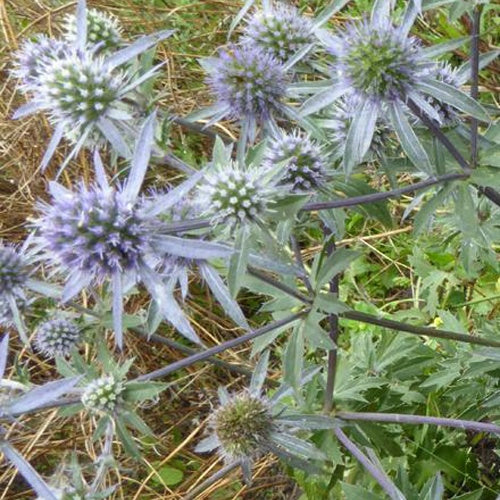 Panicaut tripartite - Eryngium x tripartitum - Plantes