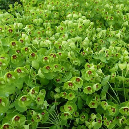 Euphorbe des bois Kolibri - Euphorbia amygdaloides kolibri - Plantes