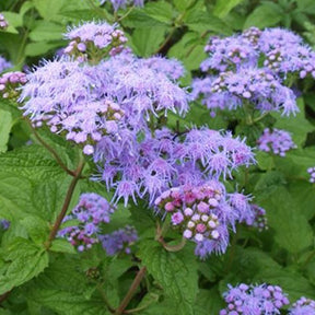 Eupatoire à fleurs d'ageratum - Conoclinium coelestinum - Plantes