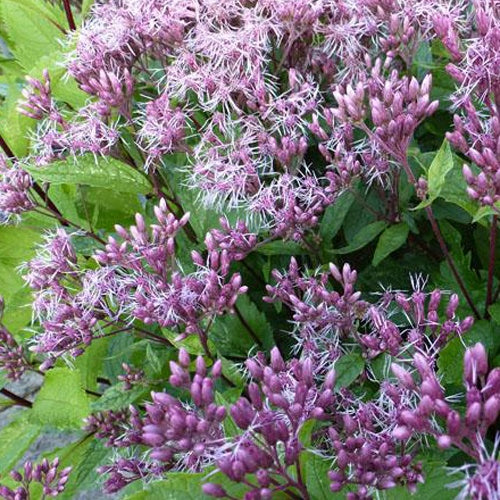 Eupatoire maculatum Purple Bush - Eupatorium maculatum purple bush - Plantes