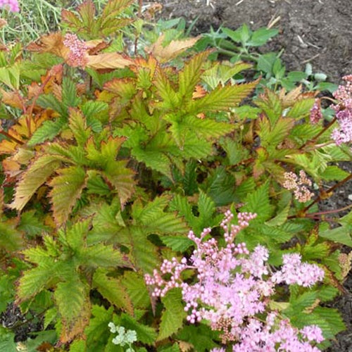 Filipendule Kahome - Reine des prés rose - Filipendula kahome - Plantes