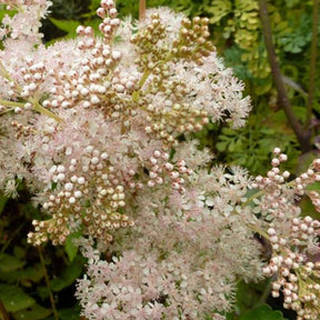 Filipendule palmée Nana - Filipendula palmata nana - Plantes