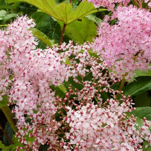 Filipendule rouge Venusta - Reine des près - Filipendula rubra venusta - Plantes