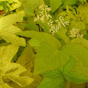 Reine des prés Aurea - Filipendula ulmaria aurea - Plantes