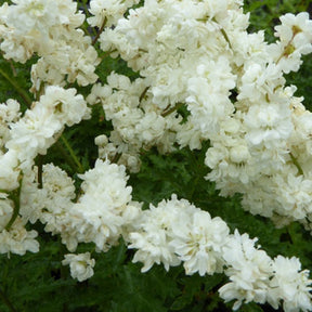 Spirée filipendule à fleurs doubles - Filipendula vulgaris multiplex - Plantes